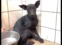 高雄市壽山動物保護教育園區,編號:467555, 混種犬          