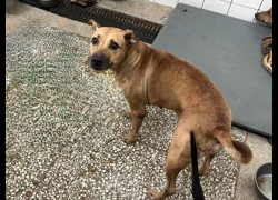 高雄市壽山動物保護教育園區,編號:467564, 混種犬          