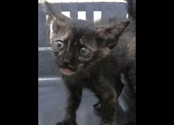 宜蘭縣流浪動物中途之家,編號:467562, 混種貓                 