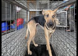 高雄市壽山動物保護教育園區,編號:467565, 混種犬          