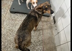 高雄市壽山動物保護教育園區,編號:467566, 混種犬          