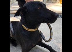 臺南市動物之家灣裡站,編號:467511, 混種犬          