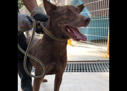 臺南市動物之家灣裡站,編號:467497, 混種犬          