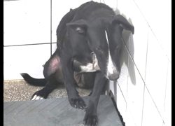 高雄市壽山動物保護教育園區,編號:467567, 混種犬          
