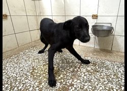 高雄市壽山動物保護教育園區,編號:467568, 混種犬          