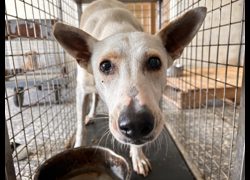 高雄市壽山動物保護教育園區,編號:467569, 混種犬          