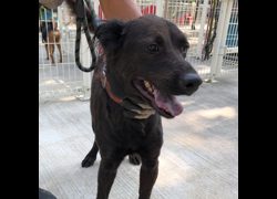 臺南市動物之家灣裡站,編號:467536, 混種犬          