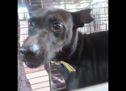臺南市動物之家灣裡站,編號:467496, 混種犬          