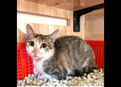 新竹縣動物保護教育園區,編號:467251, 混種貓                 