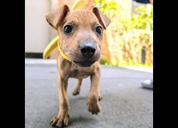 新竹縣動物保護教育園區,編號:467222, 混種犬          