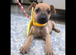新竹縣動物保護教育園區,編號:467223, 混種犬          