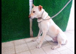 南投縣公立動物收容所,編號:467612, 混種犬          