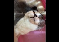 新北市中和區公立動物之家,編號:467638, 混種貓                 