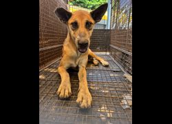 彰化縣流浪狗中途之家臨時收容所,編號:467644, 混種犬          