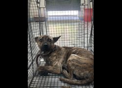 苗栗縣動物保護教育園區,編號:467661, 混種犬          