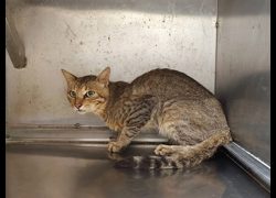 高雄市燕巢動物保護關愛園區,編號:467664, 混種貓                 