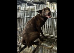 彰化縣流浪狗中途之家臨時收容所,編號:467688, 混種犬          