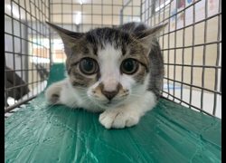 臺北市動物之家,編號:467739, 混種貓                 