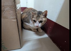 高雄市燕巢動物保護關愛園區,編號:467740, 混種貓                 