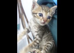 宜蘭縣流浪動物中途之家,編號:467730, 混種貓                 