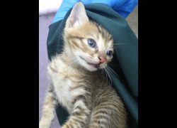 宜蘭縣流浪動物中途之家,編號:467731, 混種貓                 