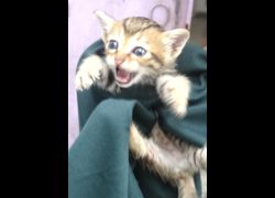 宜蘭縣流浪動物中途之家,編號:467732, 混種貓                 