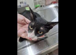 臺南市動物之家善化站,編號:467741, 混種貓                 
