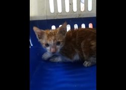 宜蘭縣流浪動物中途之家,編號:467733, 混種貓                 