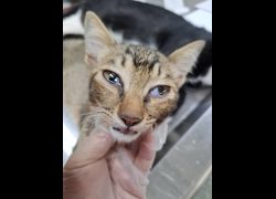 臺南市動物之家善化站,編號:467742, 混種貓                 