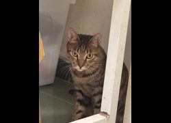 臺南市動物之家善化站,編號:467743, 混種貓                 
