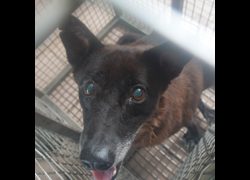 臺南市動物之家灣裡站,編號:467633, 混種犬          