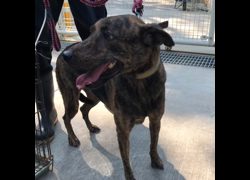 臺南市動物之家灣裡站,編號:467669, 混種犬          