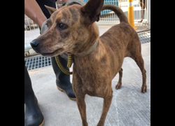 臺南市動物之家灣裡站,編號:467696, 混種犬          