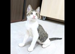 新竹縣動物保護教育園區,編號:463541, 混種貓                 