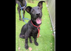 新竹縣動物保護教育園區,編號:467724, 混種犬          