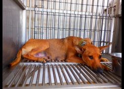 南投縣公立動物收容所,編號:467774, 混種犬          