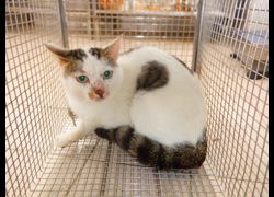 南投縣公立動物收容所,編號:467776, 混種貓                 