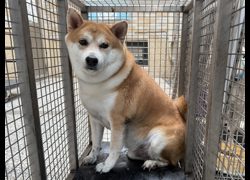 高雄市壽山動物保護教育園區,編號:467783, 柴犬                  