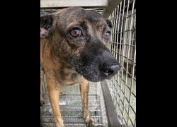 臺南市動物之家善化站,編號:467785, 混種犬          