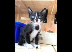 新竹縣動物保護教育園區,編號:467794, 混種貓                 