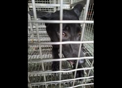臺南市動物之家善化站,編號:467799, 混種犬          