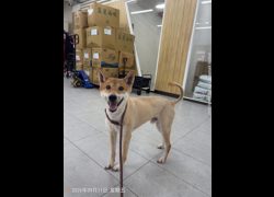 基隆市寵物銀行,編號:467801, 柴犬                  