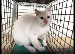臺北市動物之家,編號:467842, 混種貓                 