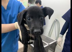臺北市動物之家,編號:467844, 混種犬          