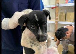 臺北市動物之家,編號:467846, 混種犬          