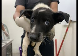 臺北市動物之家,編號:467847, 混種犬          