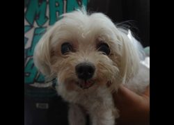 臺南市動物之家灣裡站,編號:467837, 瑪爾濟斯犬           