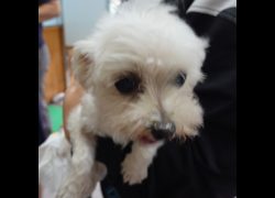 臺南市動物之家灣裡站,編號:467836, 瑪爾濟斯犬           