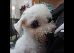 臺南市動物之家灣裡站,編號:467835, 瑪爾濟斯犬           