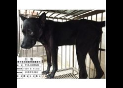 雲林縣流浪動物收容所,編號:467645, 混種犬          